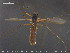  ( - TRD-CH344)  @13 [ ] CreativeCommons - Attribution Non-Commercial Share-Alike (2015) NTNU University Museum, Department of Natural History NTNU University Museum, Department of Natural History