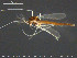  ( - TRD-CH346)  @13 [ ] CreativeCommons - Attribution Non-Commercial Share-Alike (2015) NTNU University Museum, Department of Natural History NTNU University Museum, Department of Natural History