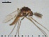  ( - TRD-CH351)  @12 [ ] CreativeCommons - Attribution Non-Commercial Share-Alike (2015) NTNU University Museum, Department of Natural History NTNU University Museum, Department of Natural History