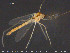  ( - TRD-CH355)  @13 [ ] CreativeCommons - Attribution Non-Commercial Share-Alike (2015) NTNU University Museum, Department of Natural History NTNU University Museum, Department of Natural History