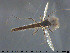  ( - TRD-CH356)  @11 [ ] CreativeCommons - Attribution Non-Commercial Share-Alike (2015) NTNU University Museum, Department of Natural History NTNU University Museum, Department of Natural History