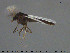  (Camptocladius - TRD-CH360)  @13 [ ] CreativeCommons - Attribution Non-Commercial Share-Alike (2015) NTNU University Museum, Department of Natural History NTNU University Museum, Department of Natural History