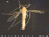  ( - TRD-CH367)  @11 [ ] CreativeCommons - Attribution Non-Commercial Share-Alike (2015) NTNU University Museum, Department of Natural History NTNU University Museum, Department of Natural History