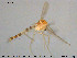  (Zavrelimyia cf. divisa - TRD-CH370)  @12 [ ] CreativeCommons - Attribution Non-Commercial Share-Alike (2015) NTNU University Museum, Department of Natural History NTNU University Museum, Department of Natural History