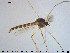  ( - TRD-CH373)  @13 [ ] CreativeCommons - Attribution Non-Commercial Share-Alike (2015) NTNU University Museum, Department of Natural History NTNU University Museum, Department of Natural History