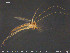  ( - TRD-CH376)  @12 [ ] CreativeCommons - Attribution Non-Commercial Share-Alike (2015) NTNU University Museum, Department of Natural History NTNU University Museum, Department of Natural History