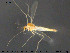  ( - TRD-CH380)  @12 [ ] CreativeCommons - Attribution Non-Commercial Share-Alike (2015) NTNU University Museum, Department of Natural History NTNU University Museum, Department of Natural History