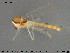  ( - TRD-CH389)  @13 [ ] CreativeCommons - Attribution Non-Commercial Share-Alike (2015) NTNU University Museum, Department of Natural History NTNU University Museum, Department of Natural History