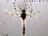  (Ablabesmyia sp. 1ES - TRD-CH39)  @13 [ ] CreativeCommons - Attribution Non-Commercial Share-Alike (2013) NTNU Museum of Natural History and Archaeology NTNU Museum of Natural History and Archaeology