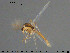  ( - TRD-CH392)  @13 [ ] CreativeCommons - Attribution Non-Commercial Share-Alike (2015) NTNU University Museum, Department of Natural History NTNU University Museum, Department of Natural History