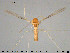  (Zavrelimyia sp. 1ES - TRD-CH393)  @13 [ ] CreativeCommons - Attribution Non-Commercial Share-Alike (2015) NTNU University Museum, Department of Natural History NTNU University Museum, Department of Natural History