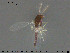  ( - TRD-CH407)  @11 [ ] CreativeCommons - Attribution Non-Commercial Share-Alike (2015) NTNU University Museum, Department of Natural History NTNU University Museum, Department of Natural History