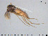  ( - TRD-CH412)  @13 [ ] CreativeCommons - Attribution Non-Commercial Share-Alike (2015) NTNU University Museum, Department of Natural History NTNU University Museum, Department of Natural History