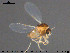  ( - TRD-CH414)  @12 [ ] CreativeCommons - Attribution Non-Commercial Share-Alike (2015) NTNU University Museum, Department of Natural History NTNU University Museum, Department of Natural History