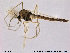  ( - TRD-CH42)  @13 [ ] CreativeCommons - Attribution Non-Commercial Share-Alike (2014) NTNU University Museum, Department of Natural History NTNU University Museum, Department of Natural History