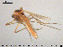  (Procladius saeticubitus - TRD-CH422)  @12 [ ] CreativeCommons - Attribution Non-Commercial Share-Alike (2015) NTNU University Museum, Department of Natural History NTNU University Museum, Department of Natural History