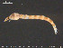  ( - TRD-CH428)  @11 [ ] CreativeCommons - Attribution Non-Commercial Share-Alike (2015) NTNU University Museum, Department of Natural History NTNU University Museum, Department of Natural History