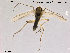  (Orthocladius sp. 17ES - TRD-CH49)  @12 [ ] CreativeCommons - Attribution Non-Commercial Share-Alike (2014) NTNU University Museum, Department of Natural History NTNU University Museum, Department of Natural History