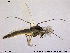  (Psectrocladius schlienzi - TRD-CH50)  @12 [ ] CreativeCommons - Attribution Non-Commercial Share-Alike (2014) NTNU University Museum, Department of Natural History NTNU University Museum, Department of Natural History