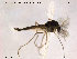  ( - TRD-CH67)  @12 [ ] CreativeCommons - Attribution Non-Commercial Share-Alike (2014) NTNU University Museum, Department of Natural History NTNU University Museum, Department of Natural History