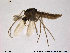  ( - TRD-CH70)  @13 [ ] CreativeCommons - Attribution Non-Commercial Share-Alike (2014) NTNU University Museum, Department of Natural History NTNU University Museum, Department of Natural History