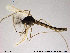  (Arctopelopia - TRD-CH77)  @14 [ ] CreativeCommons - Attribution Non-Commercial Share-Alike (2014) NTNU University Museum, Department of Natural History NTNU University Museum, Department of Natural History