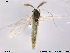  (Orthocladius ashei - TRD-CH86)  @12 [ ] CreativeCommons - Attribution Non-Commercial Share-Alike (2014) NTNU University Museum, Department of Natural History NTNU University Museum, Department of Natural History