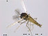  (Smittia scutellosetosa - TRD-CH88)  @13 [ ] CreativeCommons - Attribution Non-Commercial Share-Alike (2014) NTNU University Museum, Department of Natural History NTNU University Museum, Department of Natural History