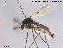  ( - TRD-CH97)  @13 [ ] CreativeCommons - Attribution Non-Commercial Share-Alike (2014) NTNU University Museum, Department of Natural History NTNU University Museum, Department of Natural History