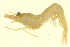  ( - BIOUG00940-B10)  @13 [ ] CreativeCommons - Attribution (2011) CBG Photography Group Centre for Biodiversity Genomics