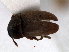  ( - RMNH.INS.63325)  @11 [ ] Unspecified (default): All Rights Reserved (2013) Unspecified Naturalis, Biodiversity Centre