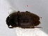  ( - RMNH.INS.63327)  @11 [ ] Unspecified (default): All Rights Reserved (2013) Unspecified Naturalis, Biodiversity Centre