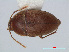  ( - RMNH.INS.549255)  @13 [ ] CreativeCommons - Attribution Non-Commercial Share-Alike (2012) Unspecified Naturalis, Biodiversity Centre