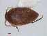  ( - RMNH.INS.549256)  @14 [ ] CreativeCommons - Attribution Non-Commercial Share-Alike (2012) Unspecified Naturalis, Biodiversity Centre