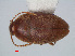  ( - RMNH.INS.549257)  @14 [ ] CreativeCommons - Attribution Non-Commercial Share-Alike (2012) Unspecified Naturalis, Biodiversity Centre