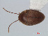  ( - RMNH.INS.549259)  @11 [ ] CreativeCommons - Attribution Non-Commercial Share-Alike (2012) Unspecified Naturalis, Biodiversity Centre