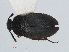  (Catops chrysomeloides - RMNH.INS.549300)  @13 [ ] CreativeCommons - Attribution Non-Commercial Share-Alike (2012) Unspecified Naturalis, Biodiversity Centre