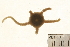  ( - 09CHON-039)  @12 [ ] CreativeCommons - Attribution (2010) Unspecified Centre for Biodiversity Genomics