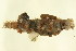  ( - AMPOL001)  @13 [ ] CreativeCommons - Attribution (2011) CBG Photography Group Centre for Biodiversity Genomics