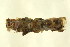  ( - AMPOL007)  @12 [ ] CreativeCommons - Attribution (2011) CBG Photography Group Centre for Biodiversity Genomics