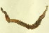  (Ephesiella - AMPOL028)  @12 [ ] CreativeCommons - Attribution (2011) CBG Photography Group Centre for Biodiversity Genomics