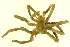  (Boreonymphon - BIOUG00940-A02)  @14 [ ] CreativeCommons - Attribution (2011) CBG Photography Group Centre for Biodiversity Genomics