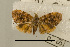  (Choreutis cf. porphyratma - USNM ENT 00730060)  @14 [ ] Unspecified (default): All Rights Reserved  Unspecified Unspecified