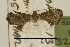  ( - USNM ENT 00703372)  @13 [ ] Unspecified (default): All Rights Reserved  Unspecified Unspecified
