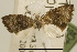  ( - USNM ENT 00703370)  @13 [ ] Unspecified (default): All Rights Reserved  Unspecified Unspecified