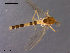  (Zavrelimyia divisa - CH-OSF100)  @13 [ ] CreativeCommons - Attribution Non-Commercial Share-Alike (2011) NTNU Museum of Natural History and Archaeology NTNU Museum of Natural History and Archaeology