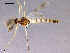  ( - CH-OSF114)  @13 [ ] CreativeCommons - Attribution Non-Commercial Share-Alike (2011) NTNU Museum of Natural History and Archaeology NTNU Museum of Natural History and Archaeology