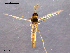  (Eukiefferiella brevicalcar - CH-OSF12)  @13 [ ] CreativeCommons - Attribution Non-Commercial Share-Alike (2011) NTNU Museum of Natural History and Archaeology NTNU Museum of Natural History and Archaeology