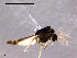  ( - CH-OSF134)  @13 [ ] CreativeCommons - Attribution Non-Commercial Share-Alike (2011) NTNU Museum of Natural History and Archaeology NTNU Museum of Natural History and Archaeology