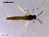  (Rheocricotopus fuscipes - CH-OSF138)  @13 [ ] CreativeCommons - Attribution Non-Commercial Share-Alike (2011) NTNU Museum of Natural History and Archaeology NTNU Museum of Natural History and Archaeology